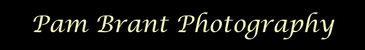 Pam Brant Photography - logo graphic